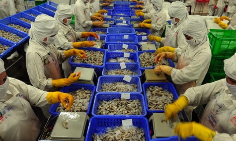Antibiotic Residues in Shrimp Hit India Exports